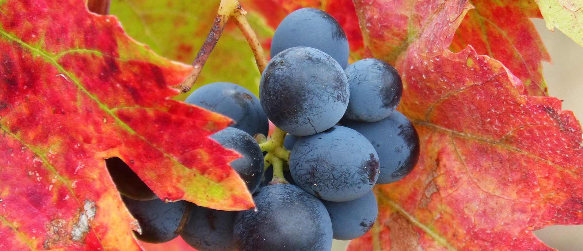 Hutchinson Farm Winery